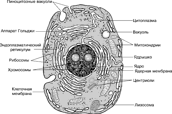 ТИПИЧНАЯ ЖИВОТНАЯ КЛЕТКА - схематически изображены основные клеточные структуры.
