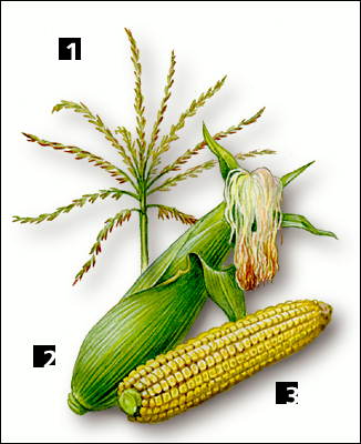 Кукуруза: 1 - мужское соцветие; 2 - женское соцветие; 3 - початок.